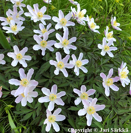 Anemone nemorosa 'Kentish Pink', hmyvuokko